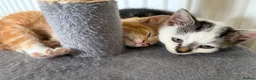 Mixed Breed cats for sale: Beautiful kittens for sale  in Bodorgan - Advert 7