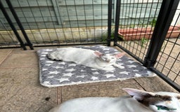 Oriental cats for sale: Oriental Male Cat - 3 years old  - Image 5