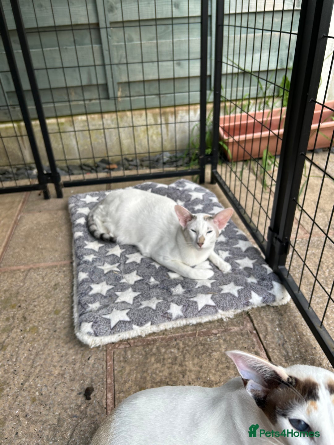 Oriental cats for sale: Oriental Male Cat - 3 years old  - Image 5