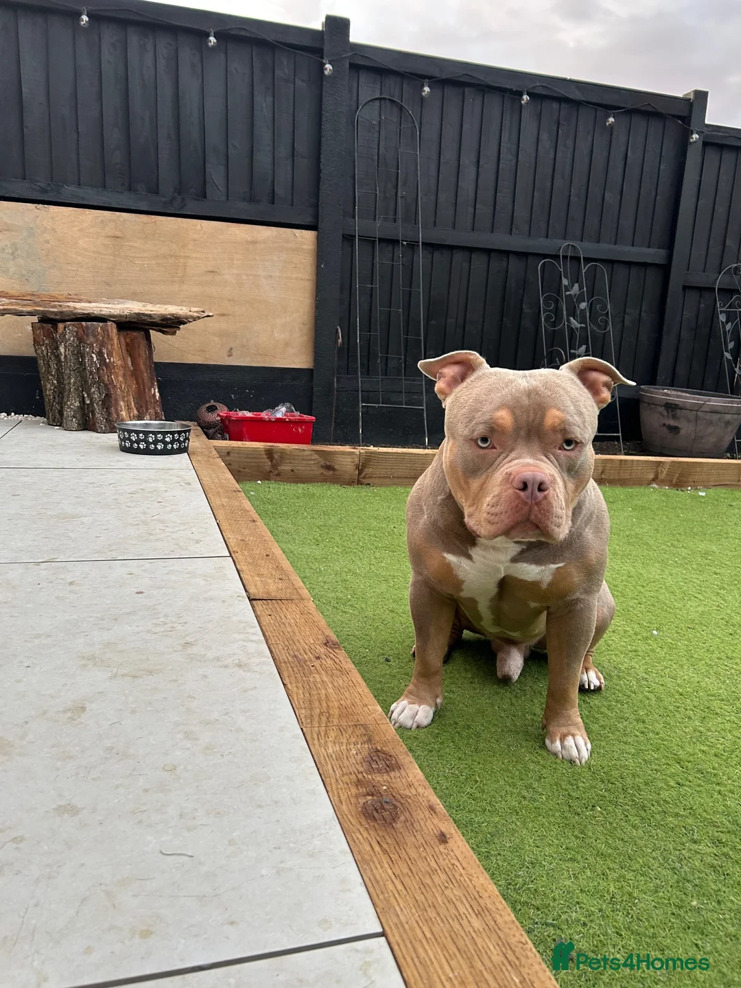 American Bulldog dogs for sale: 4 beautiful pocket bulldogs. Perfect example!! in Witham - Advert 9