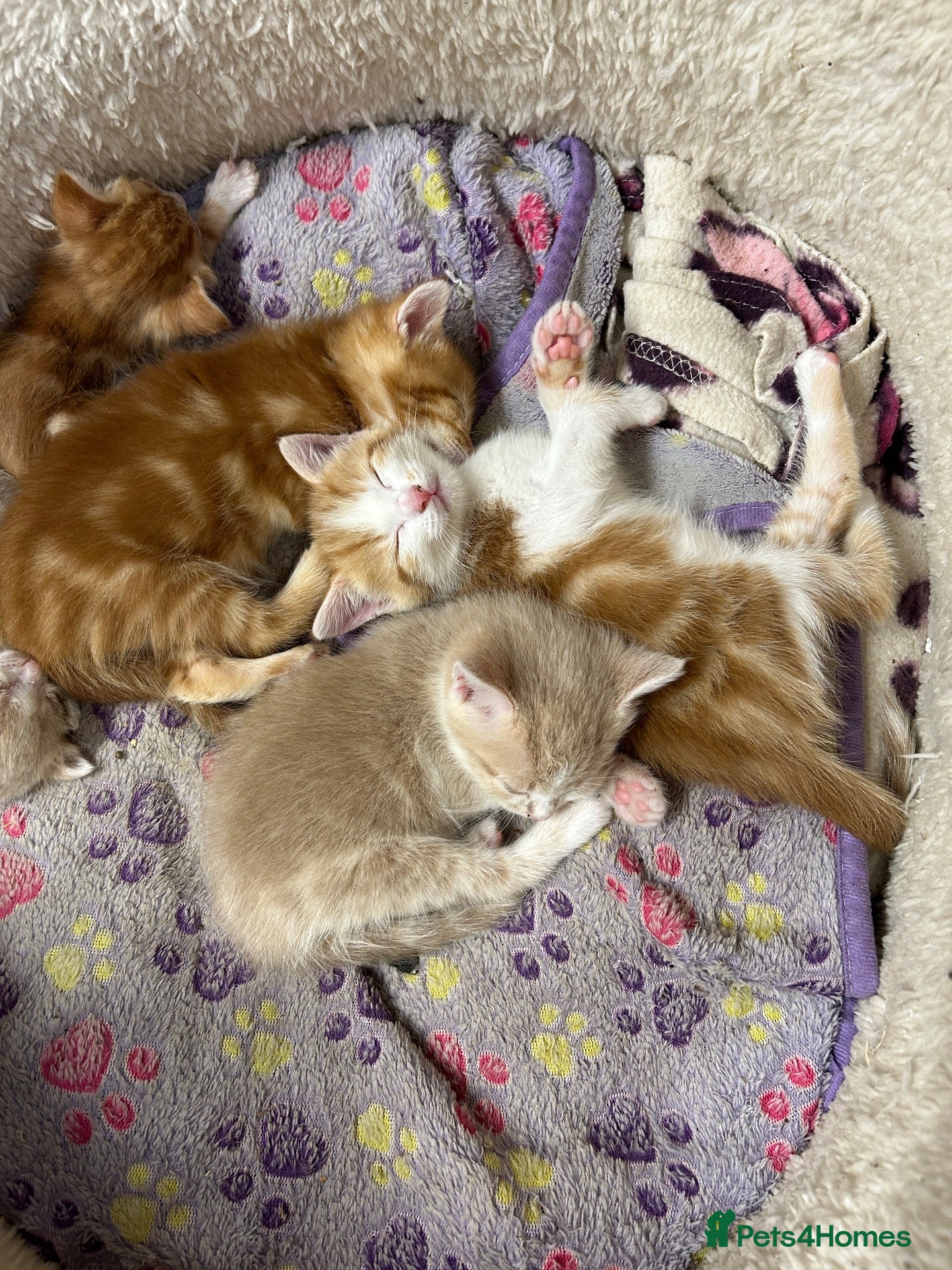 Mixed Breed cats Adorable farm kittens - Advert 1