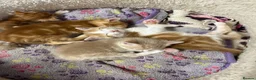 Mixed Breed cats for sale: Adorable farm kittens - Advert 1