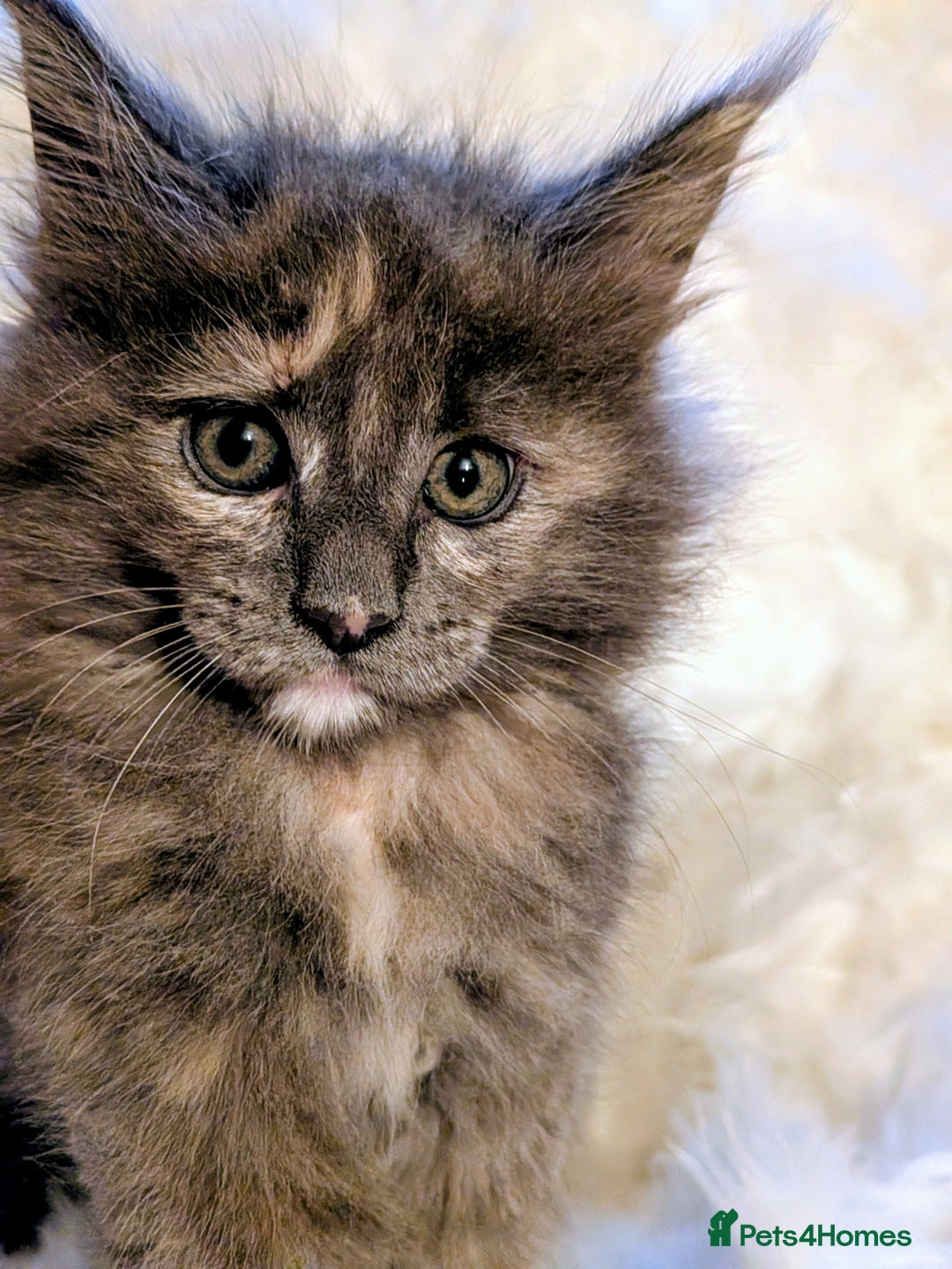 Maine Coon cats for sale: Main Coon kittens for sale  - Advert 8