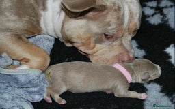 American Bully dogs for sale: American bully  - Image 5