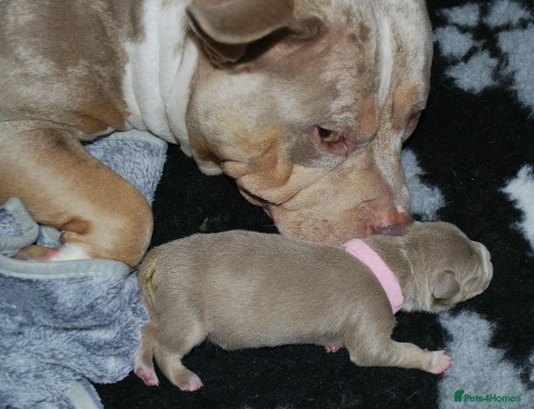 American Bully dogs for sale: American bully  - Image 5