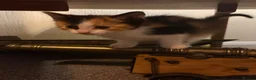 Mixed Breed cats for sale: 6/7 Week old Tortoise Female Kitten - Advert 20