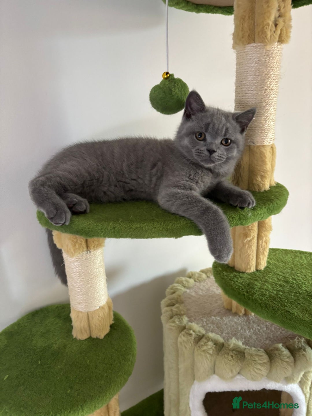 British Shorthair cats for sale: Chunky British Shorthair Kittens in Braintree - Image 14