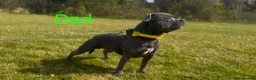 Staffordshire Bull Terrier dogs for sale: 💕BEAUTIFUL STAFFY PUPPIES 💕 - Advert 38