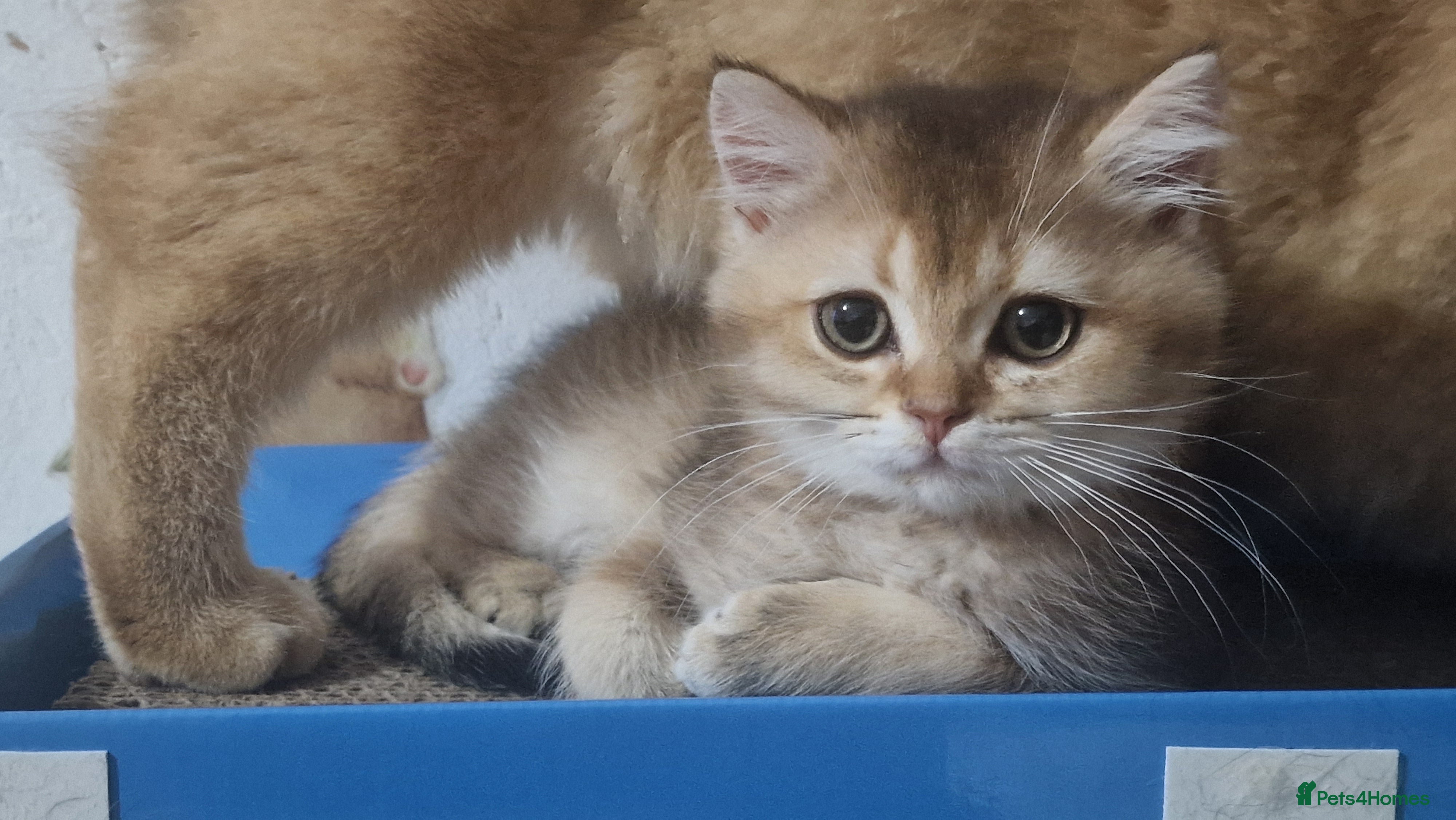 British Shorthair cats British shorthair pedigree male available  - Advert 16