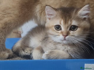 British Shorthair cats British shorthair pedigree male available - Advert 16