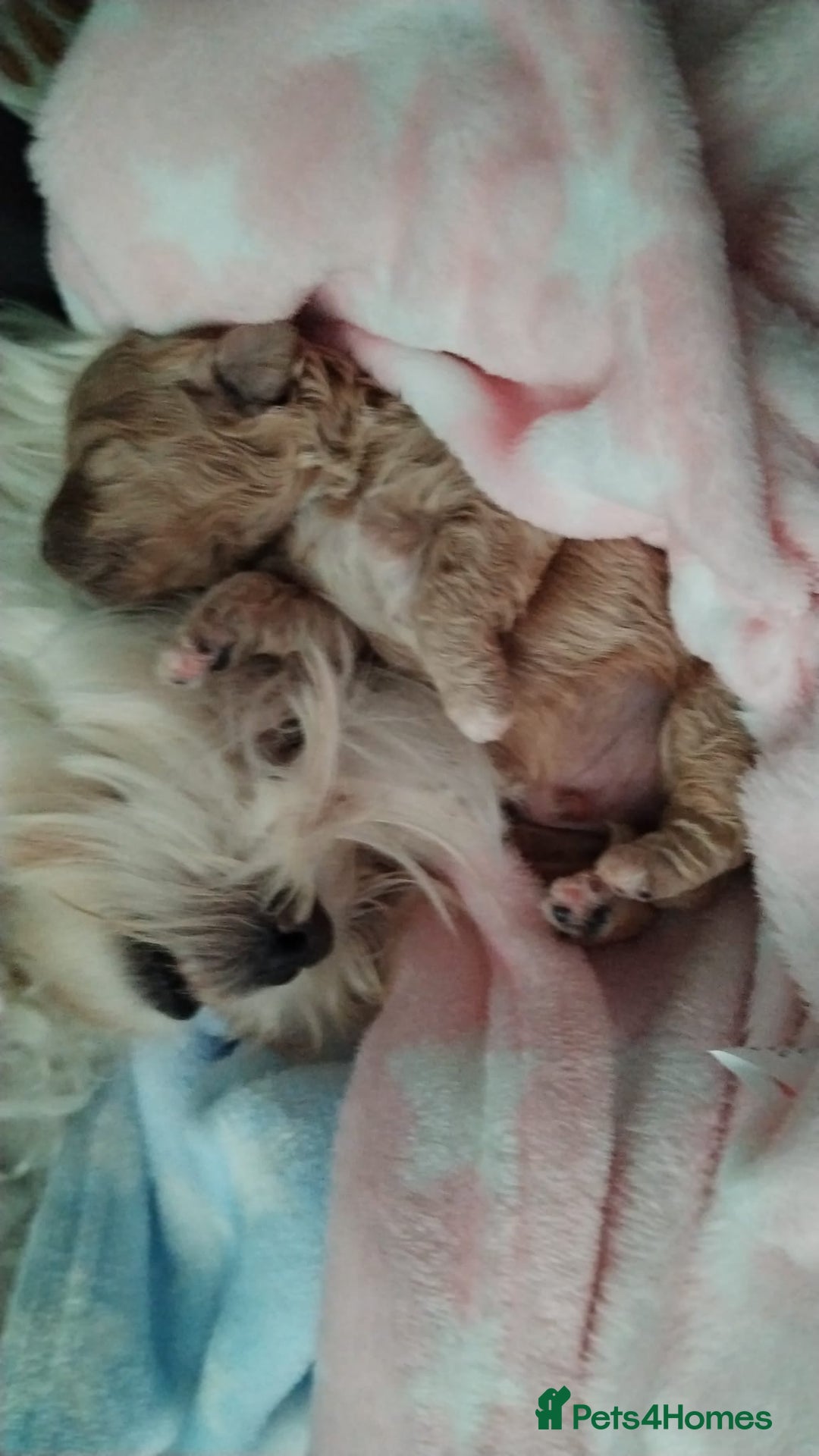 Maltipoo dogs for sale: Stunning Maltipoo Puppies - Image 4