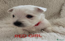 West Highland Terrier dogs for sale: STUNNING WEST HIGHLAND TERRIER PUPPIES  - Image 10