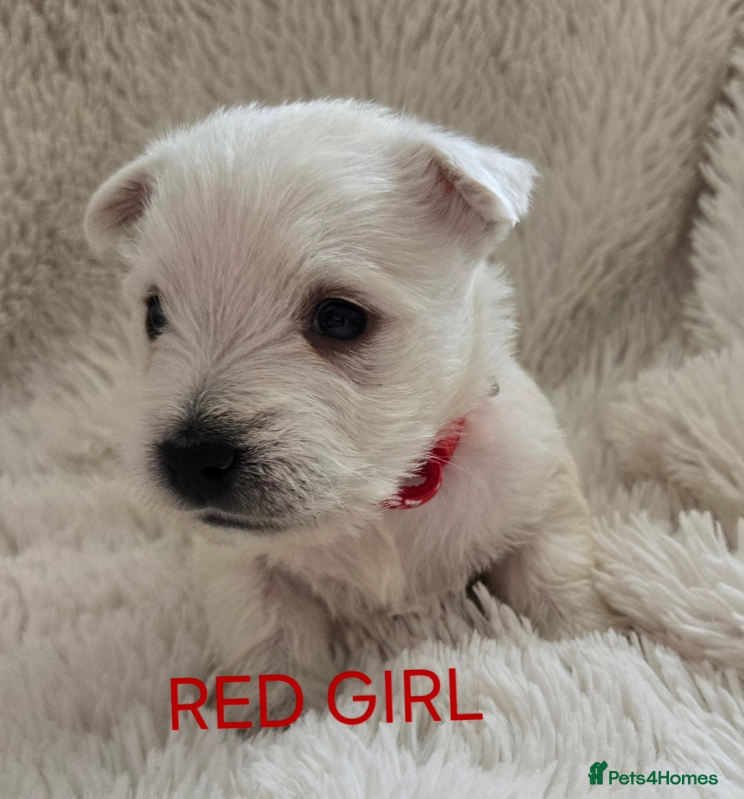 West Highland Terrier dogs for sale: STUNNING WEST HIGHLAND TERRIER PUPPIES  - Image 10