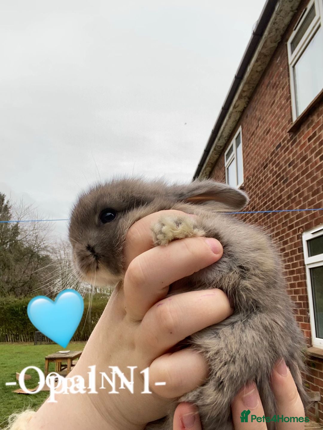 Mini Lop rabbits + Eight gorgeous mini lops for sale +  - Advert 15