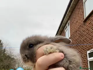 Mini Lop rabbits + Eight gorgeous mini lops for sale + - Advert 15