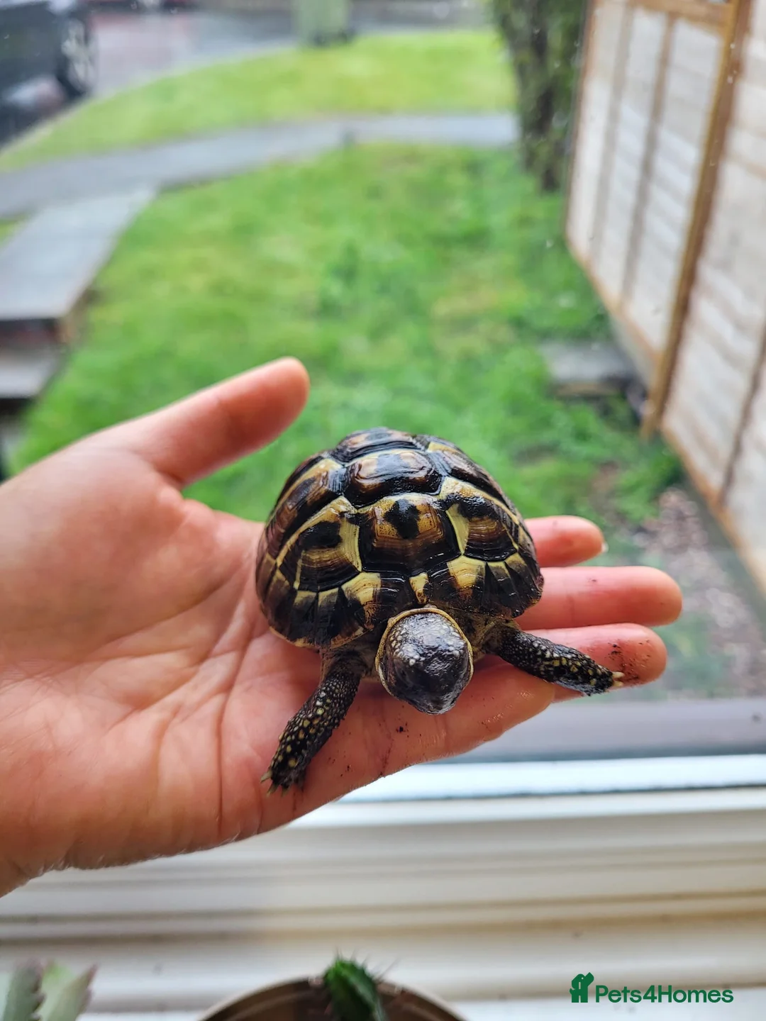 Hermann Tortoise reptiles for sale: Western Dwarf Hermanns Tortoise (Testudo Hermanni) - Advert 3