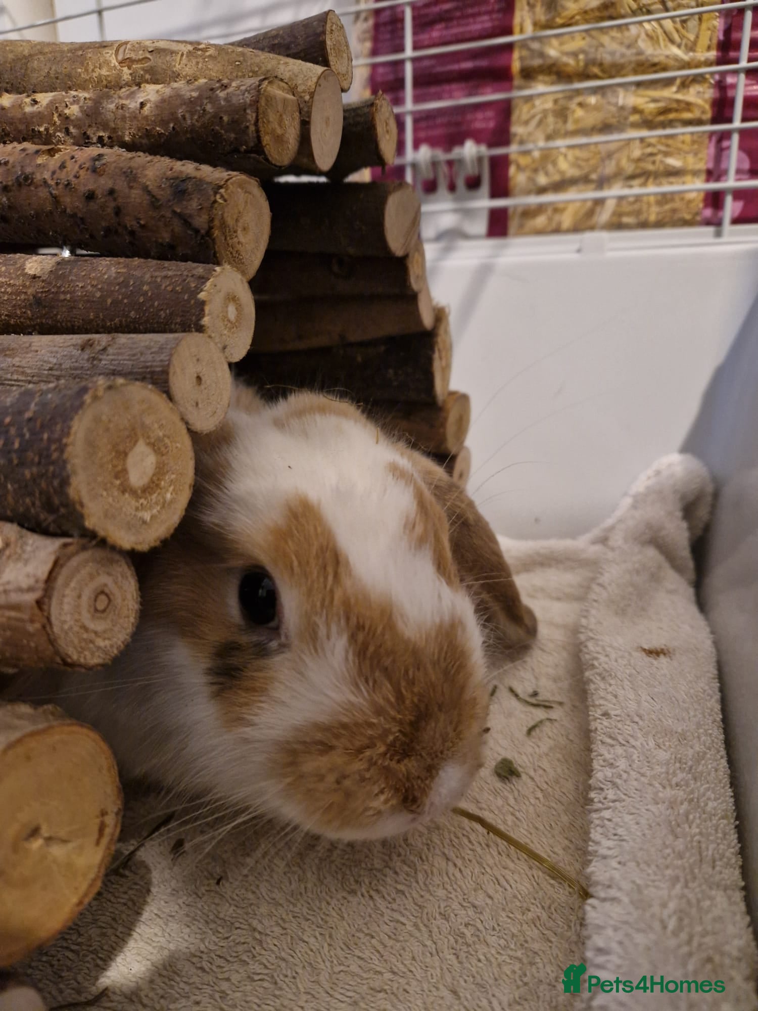 English rabbits Ginger and white female bunny - Advert 4