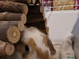 English rabbits Ginger and white female bunny - Advert 2