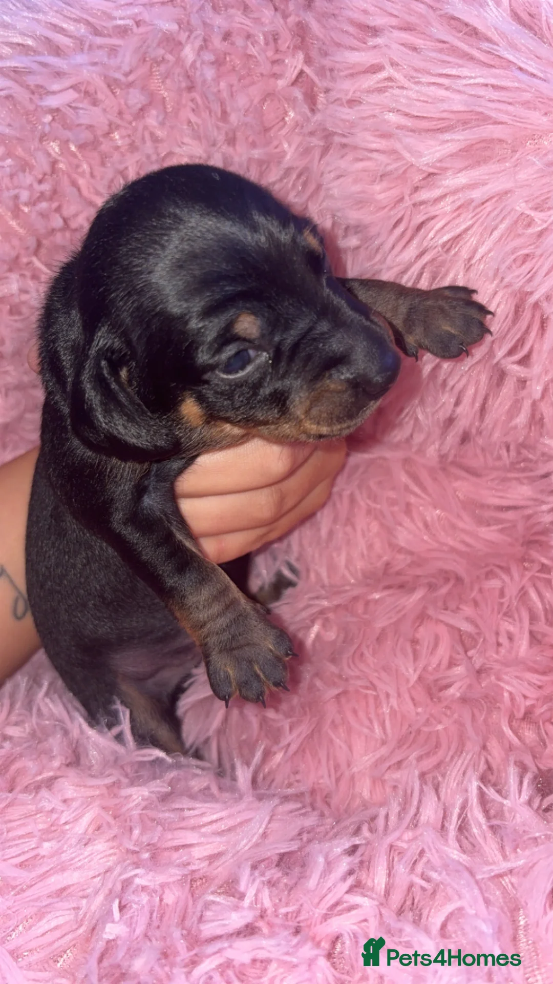 Dachshund dogs for sale: Dachshund puppies - Advert 2