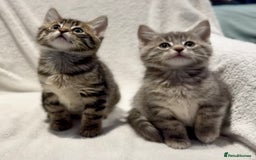 British Shorthair cats for sale: British shorthair kittens *ready now* - Image 1
