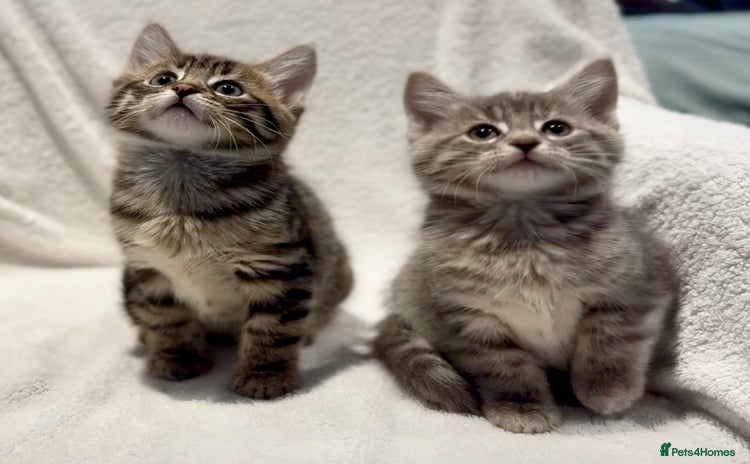 British Shorthair cats - Advert 7