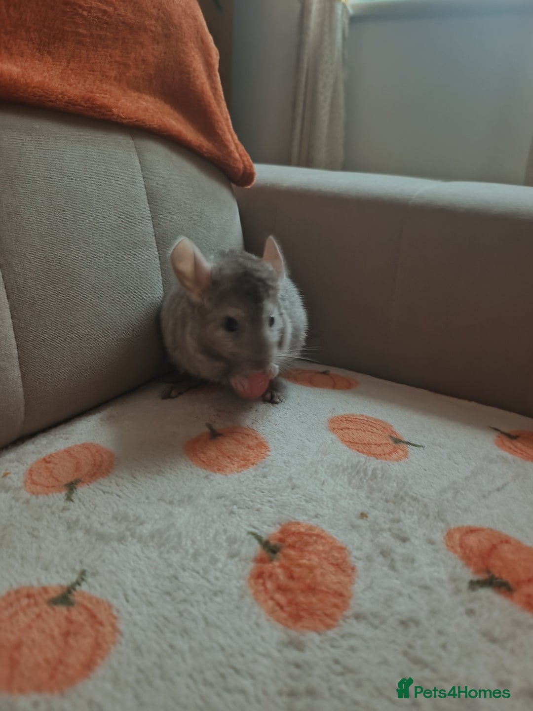 Chinchilla rodents for sale: Chinchila  - Advert 5