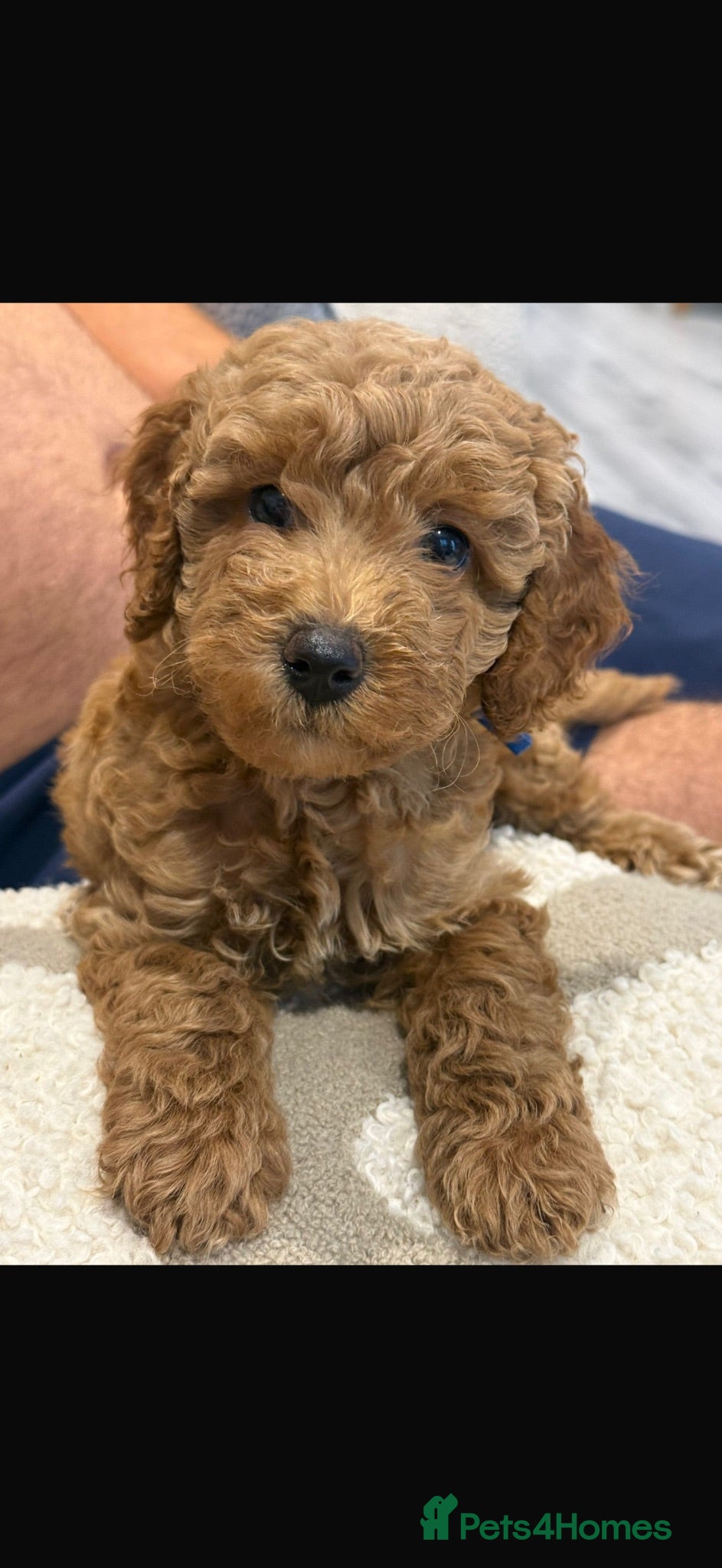 Cavapoo dogs 🩷1 boy left 🩷5 Beautiful f1b Cavapoo puppies  - Advert 6