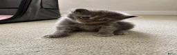 Maine Coon cats for sale: Maine Coon Kittens Russian & European Lines  - Advert 6