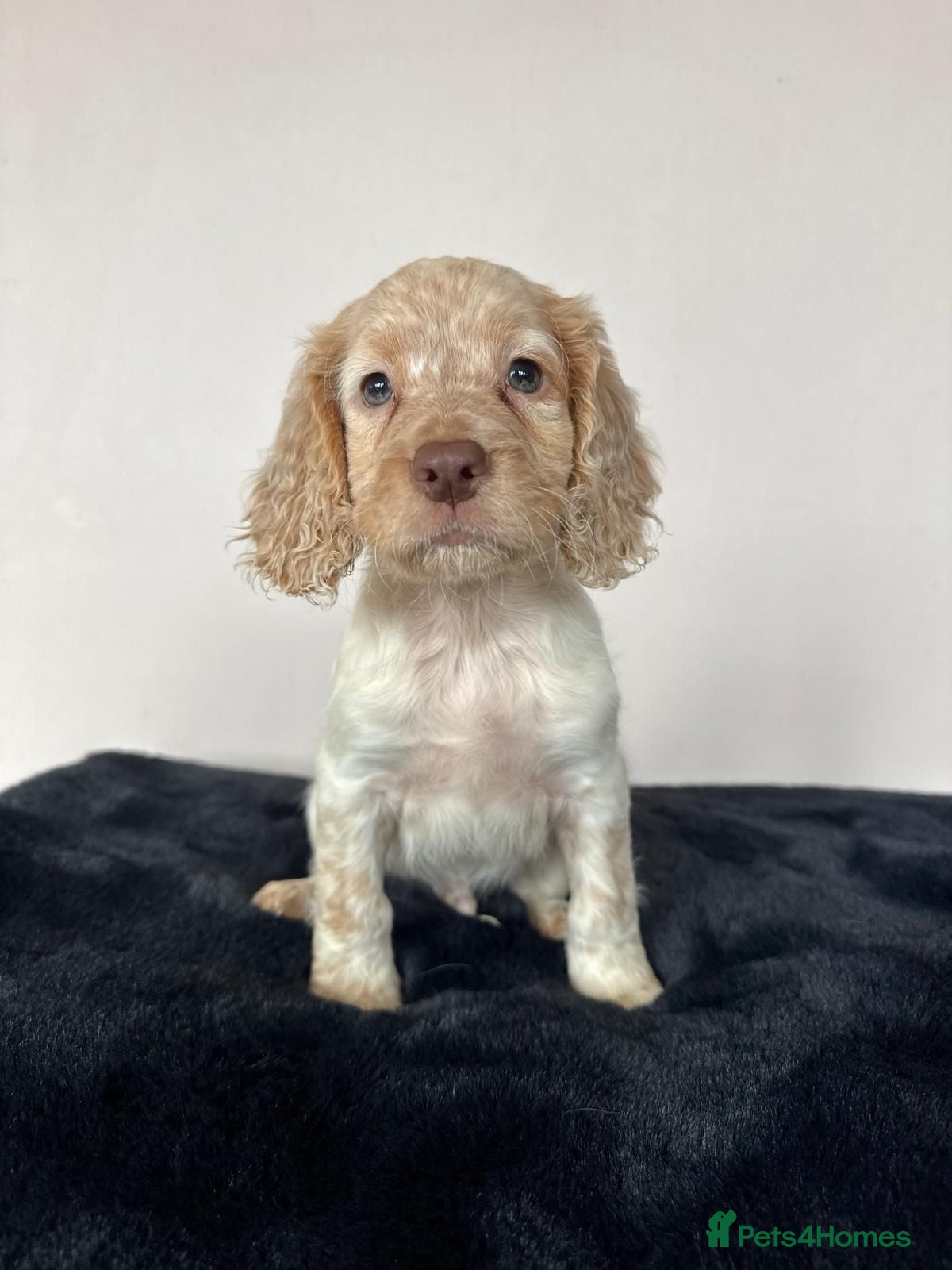Cocker Spaniel dogs KC registered, fully health tested working cockers - Advert 1