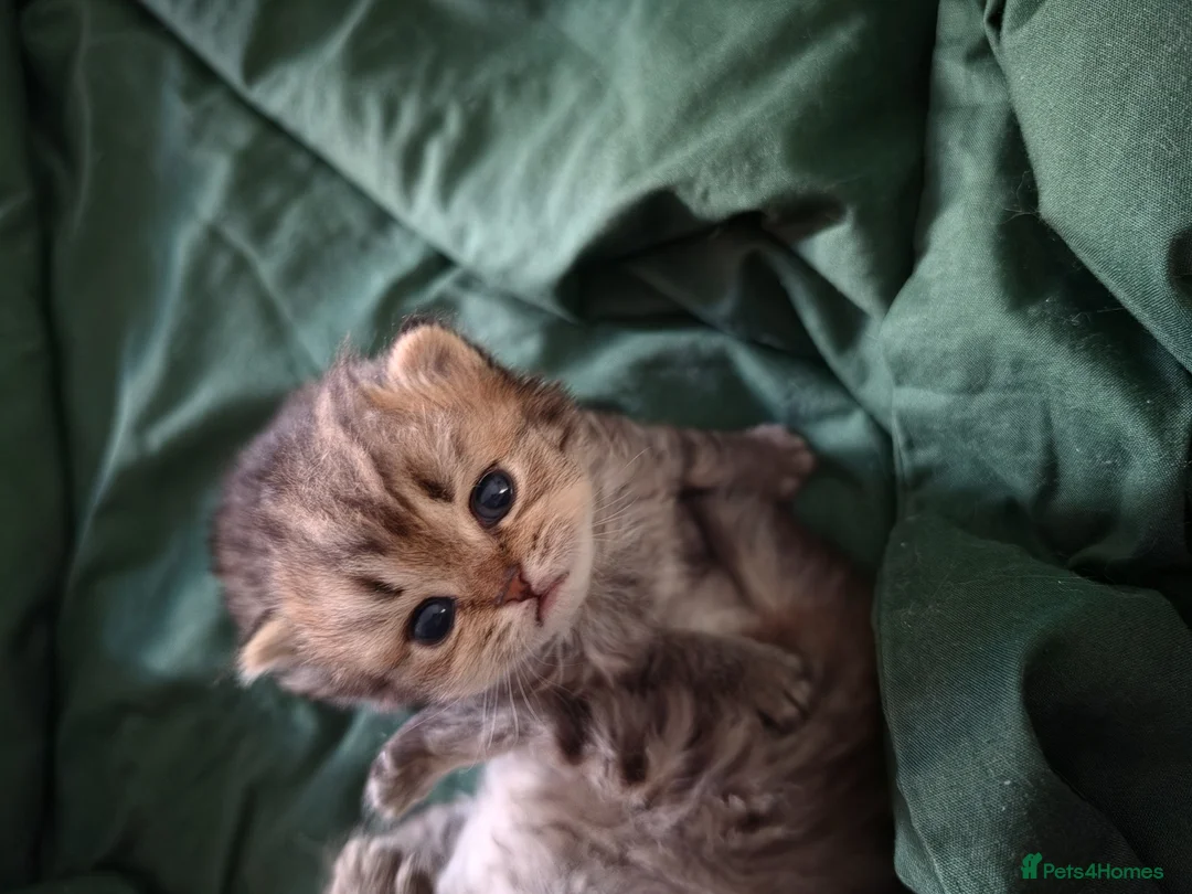 British Shorthair cats for sale: British shorthair - Advert 2