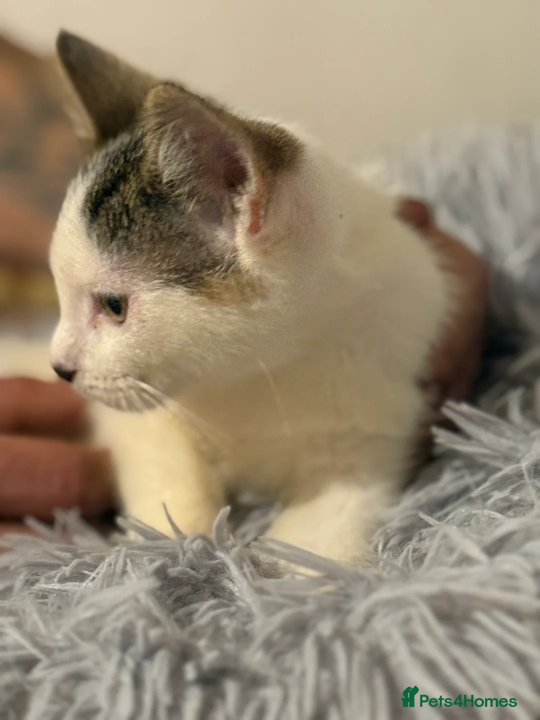 Mixed Breed cats for sale: BEAUTIFUL TABBY✨ AND DOMESTIC MIX KITTENS❤️ - Advert 8