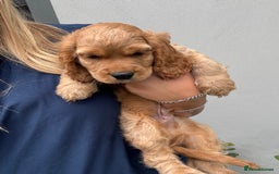 Cocker Spaniel dogs for sale: Beautiful cocker spaniel puppies - Image 1