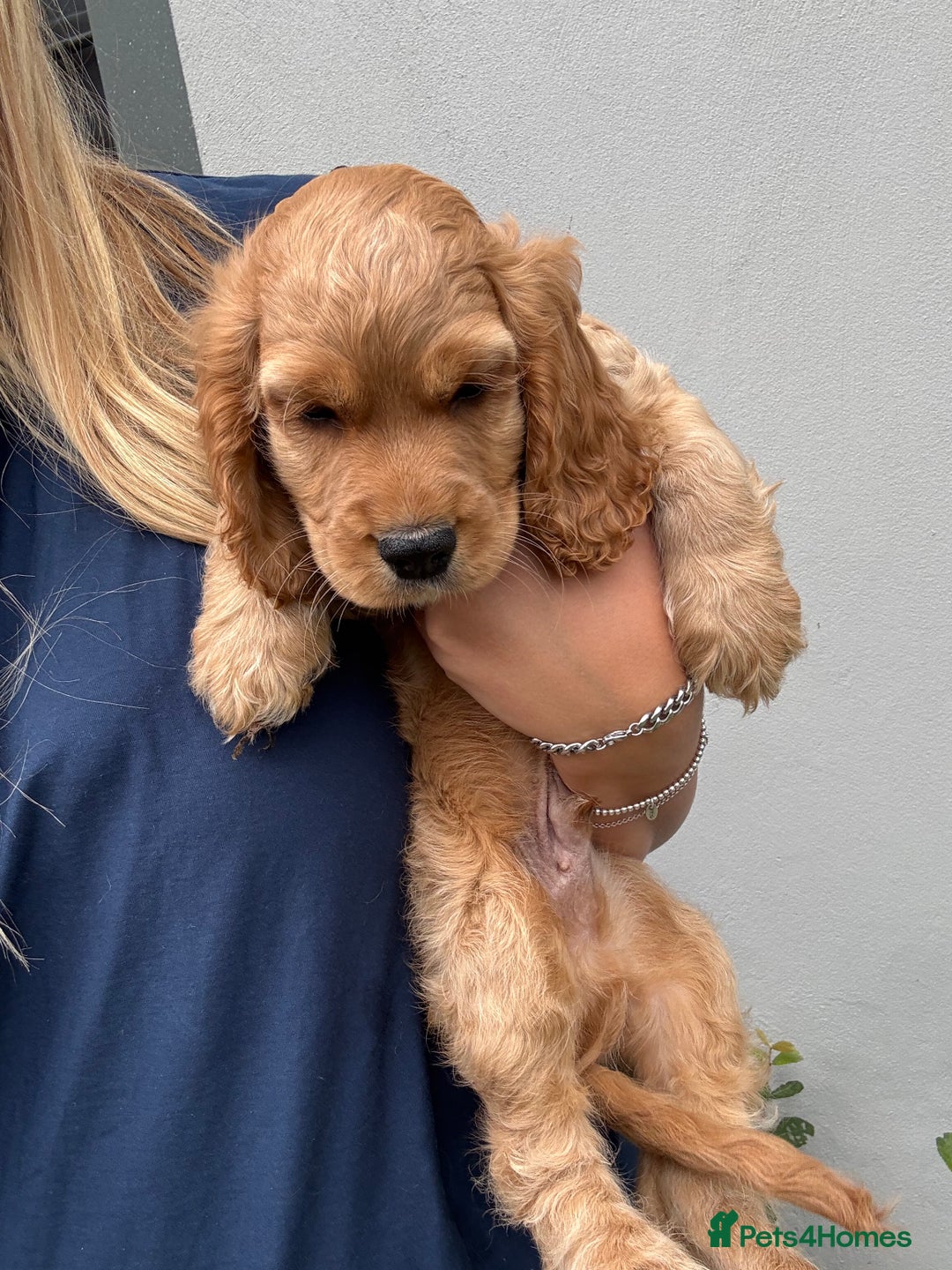 Cocker Spaniel dogs for sale: Beautiful cocker spaniel puppies - Image 1