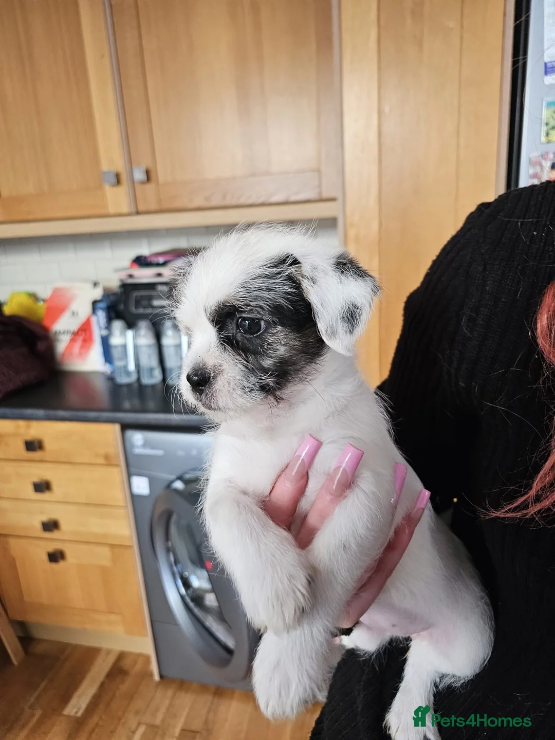 Mixed Breed dogs for sale: Shin tzu cross puppies - Advert 19