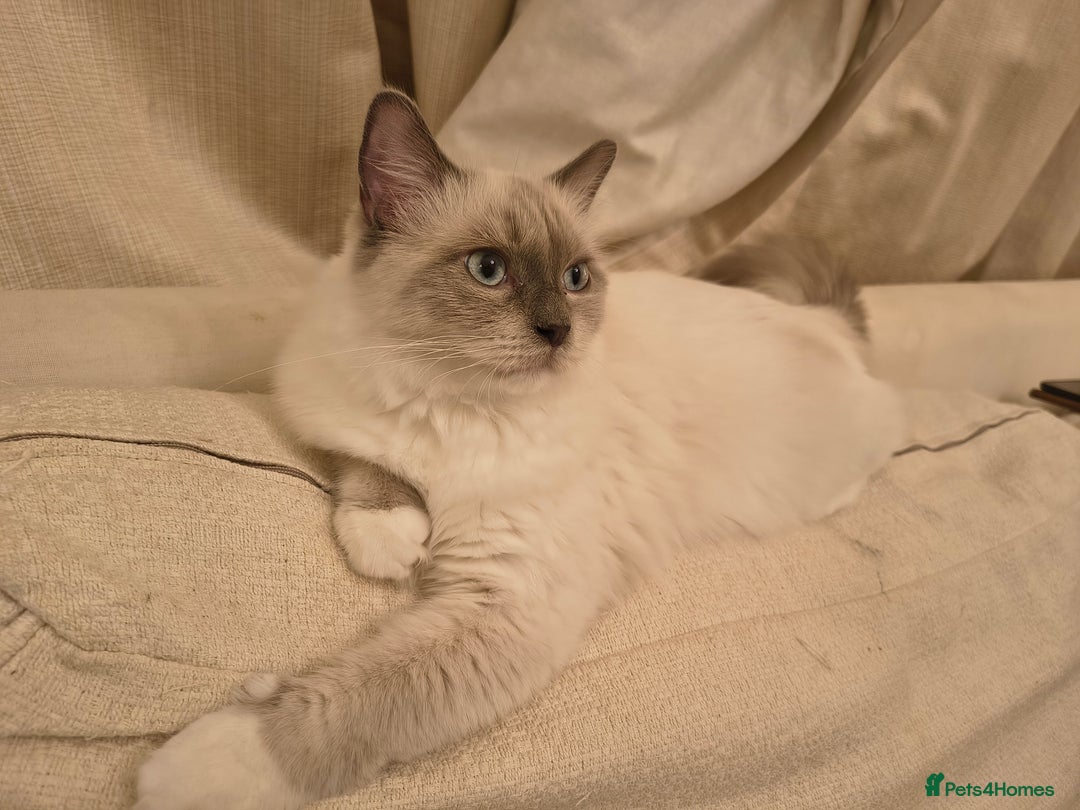 Ragdoll cats for sale: PEDIGREE RAGDOLL TICA REGISTERED - Image 8