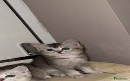 Scottish Fold cats for sale: scottish fold mix girl grey & white thick hair  - Image 4