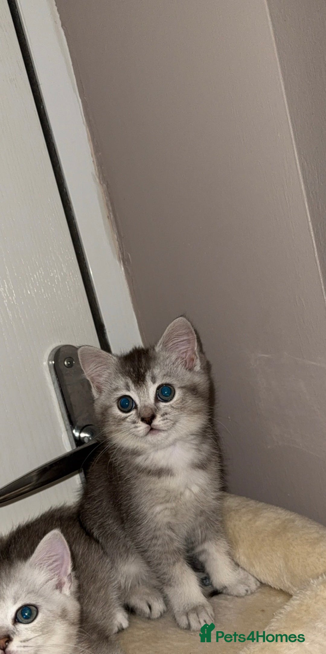 Scottish Fold cats for sale: scottish fold mix girl grey & white thick hair  - Image 4