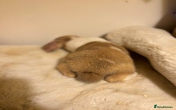 Mini Lop rabbits for sale: ✨ Beautiful harli split mini lop buck 👀 🏡  - Image 5