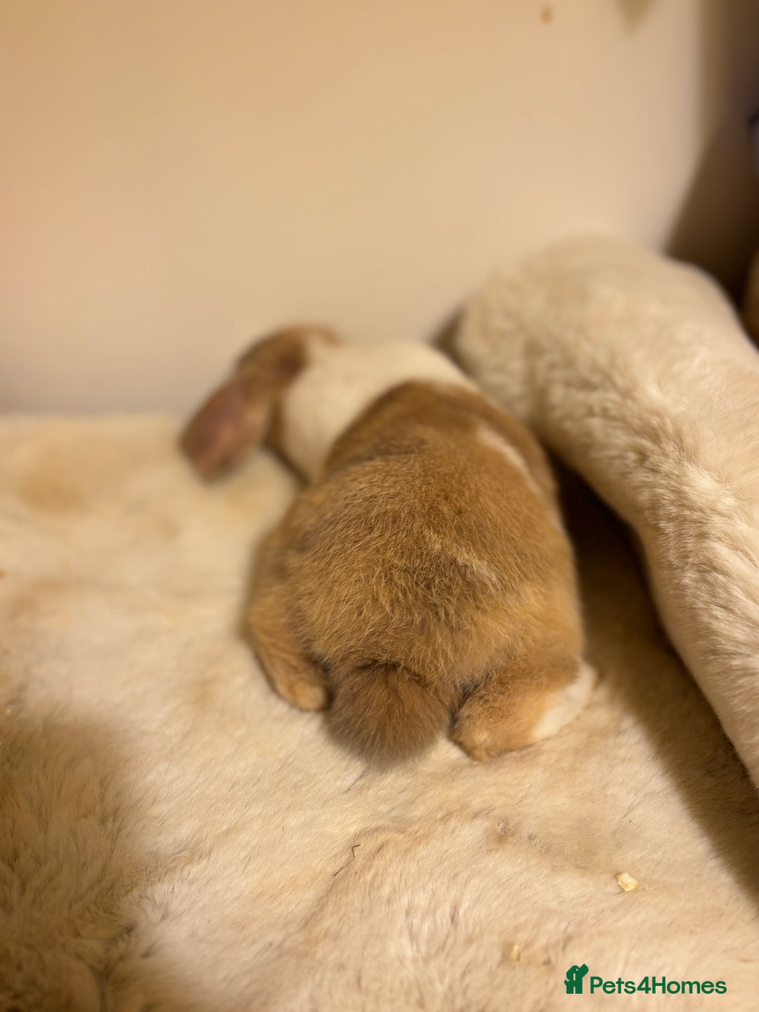 Mini Lop rabbits for sale: ✨ Beautiful harli split mini lop buck 👀 🏡  - Image 5
