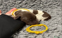 German Shorthaired Pointer dogs for sale: German Short Haired Pups - Serbian Blood Lines - Image 3