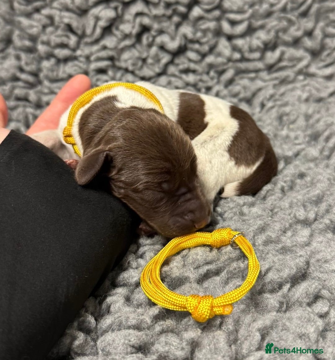German Shorthaired Pointer dogs for sale: German Short Haired Pups - Serbian Blood Lines - Image 3