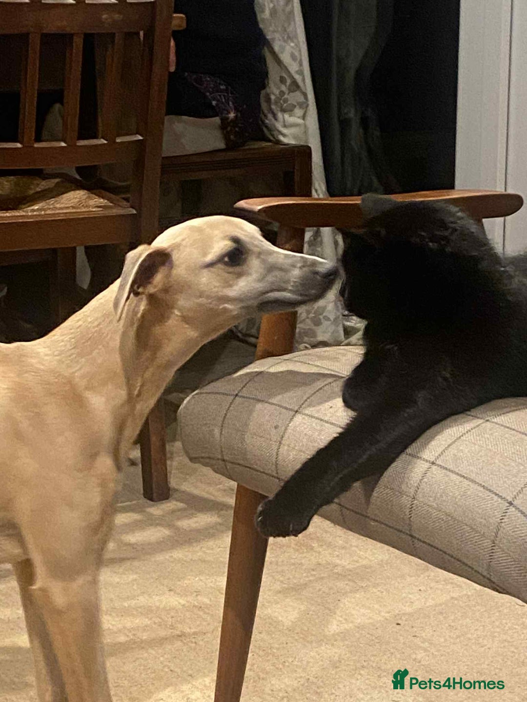 Whippet dogs for sale: 4 beautiful whippet puppies - Advert 27