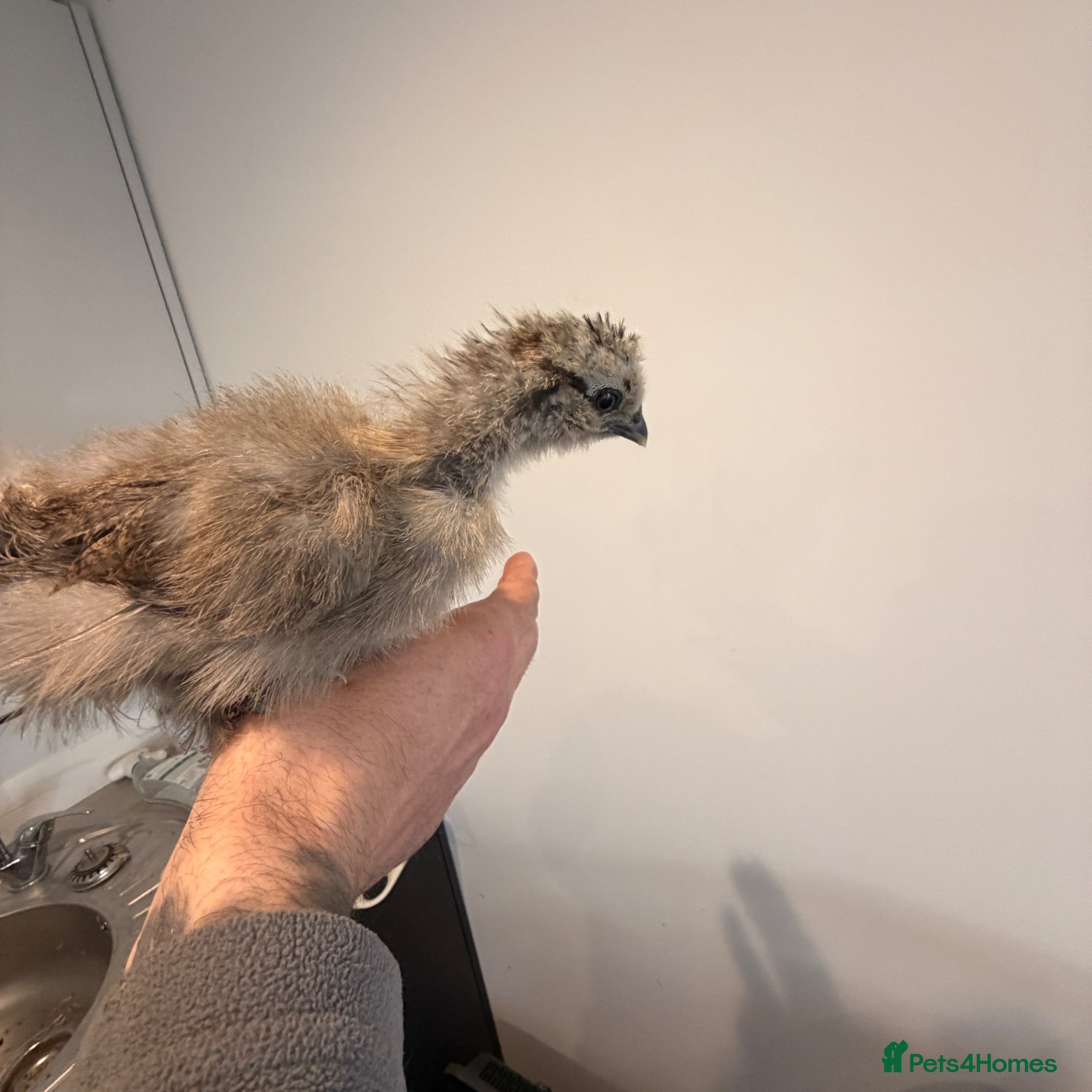 Chickens poultry Silkie chicks  - Advert 2