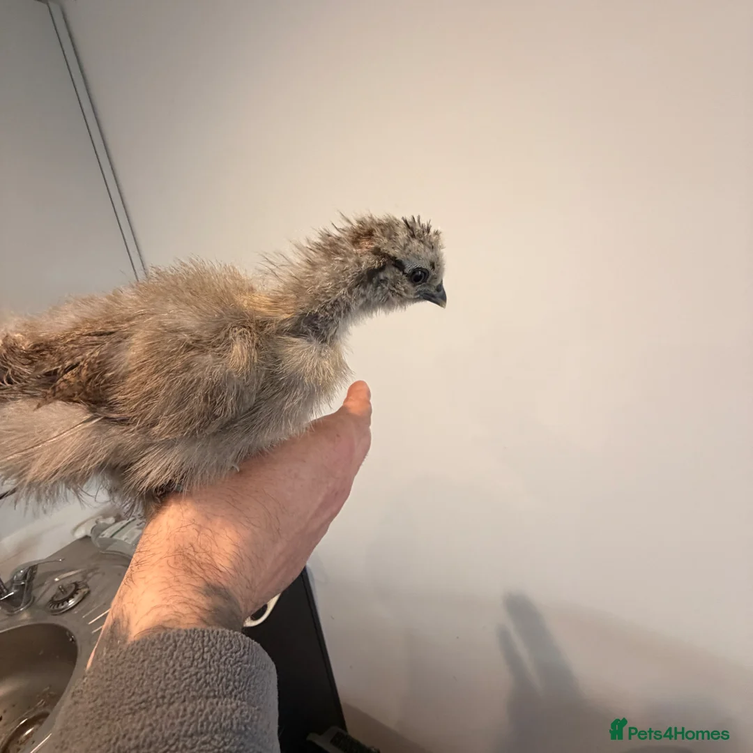 Chickens poultry for sale: Silkie chicks  - Advert 2