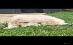 Golden Retriever dogs for sale: Stunning golden retriever babies - Image 20