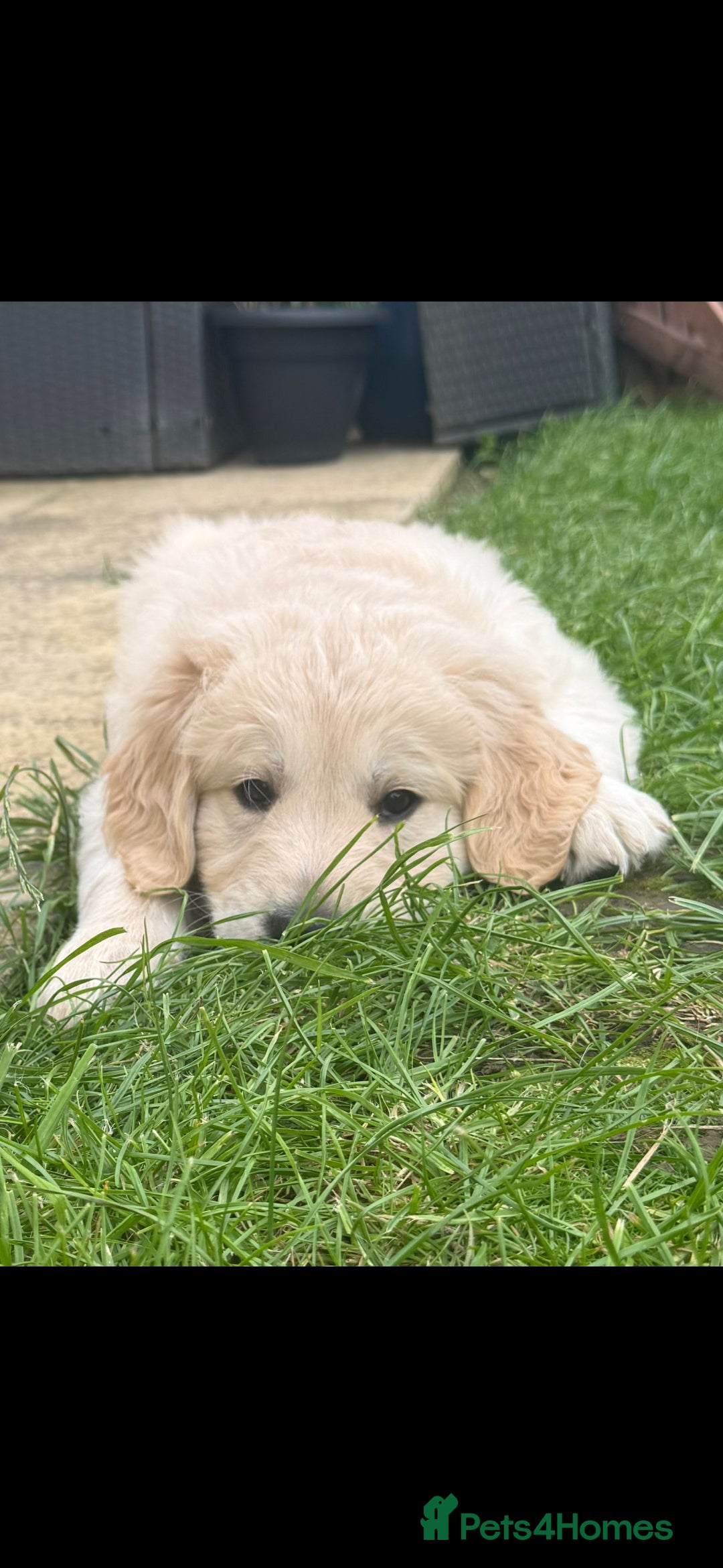 Golden Retriever dogs for sale: Stunning golden retriever babies - Image 20