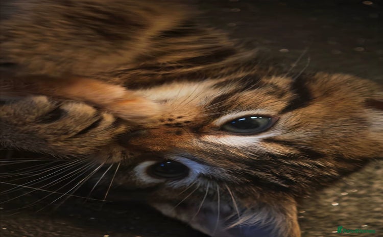 Mixed Breed cats - Advert 1