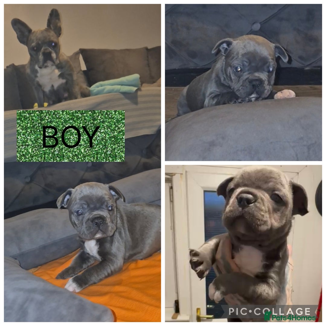 French Bulldog dogs for sale: 5 french bulldogs left!! Ready now! - Advert 18