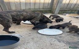 Presa Canario dogs for sale: Presa Canario pups - Image 7