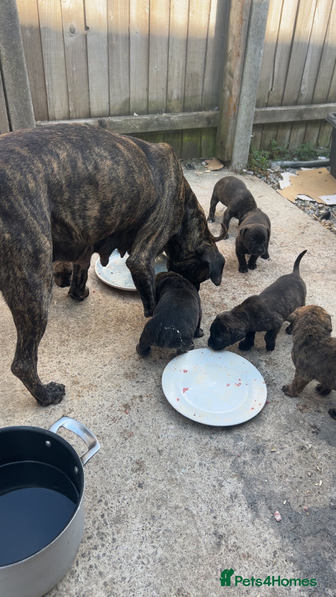 Presa Canario dogs for sale: Presa Canario pups - Image 7